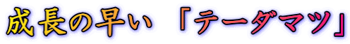成長の早い　「テーダマツ」
